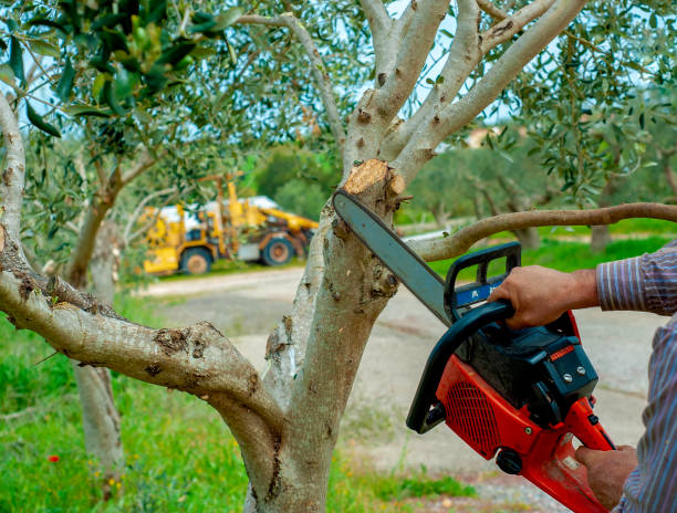 The Steps Involved in Our Tree Care Process in Tunnel Hill, GA